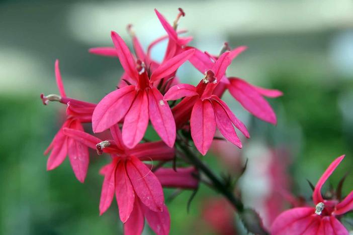 Lobelia speciosa image