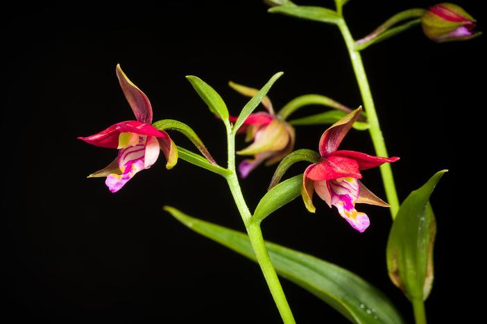 Epipactis thunbergii image