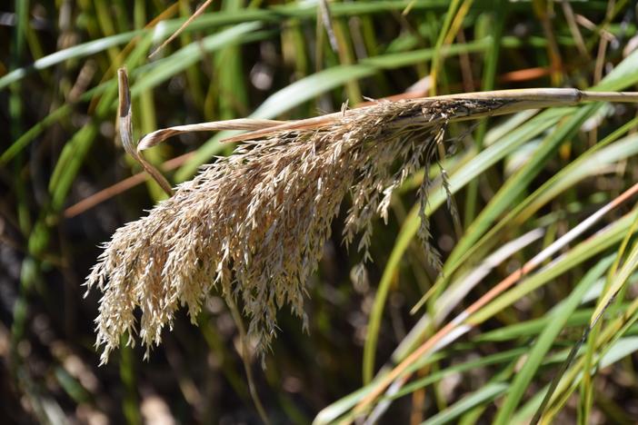Chionochloa flavicans image