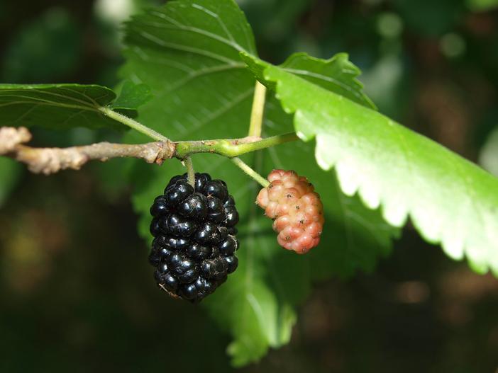 Morus nigra image
