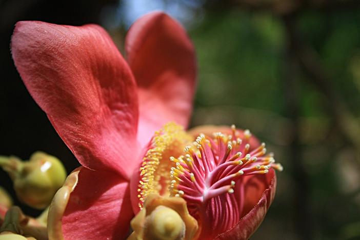 Bertholletia excelsa image