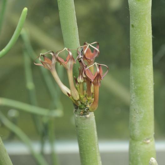 Ceropegia fusca image