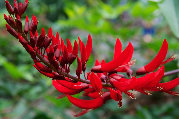 Erythrina ×bidwillii image