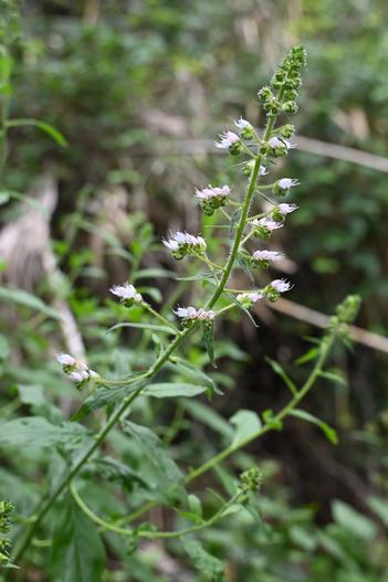 Echium strictum image