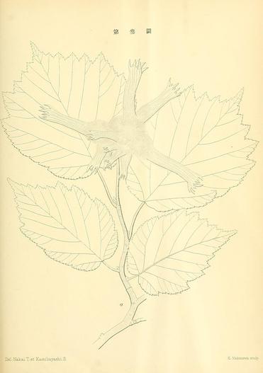 Corylus sieboldiana var. mandshurica image