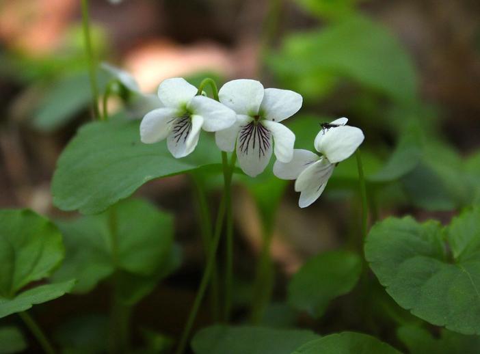 Viola blanda image
