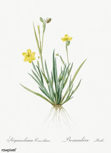 Sisyrinchium convolutum image