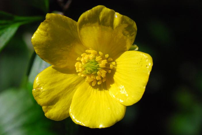Ranunculus hispidus image
