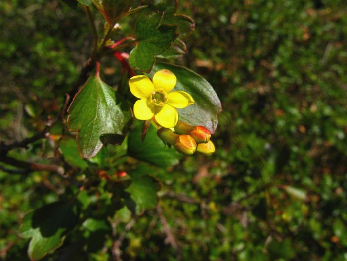 Ribes aureum var. gracillimum image