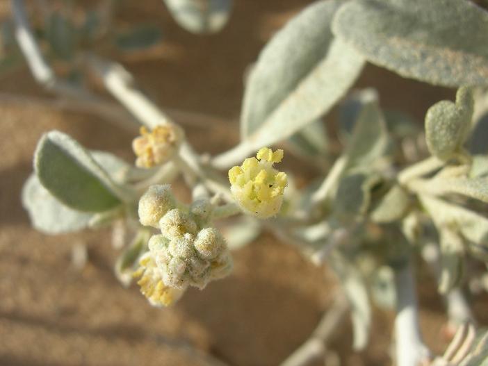 Croton californicus image