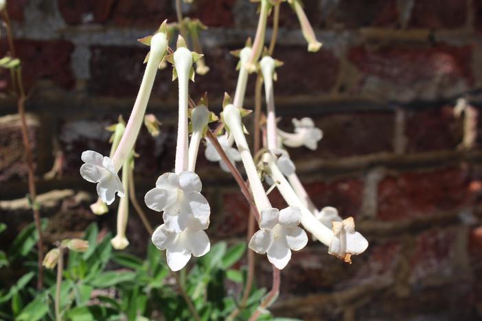 Sinningia tubiflora image