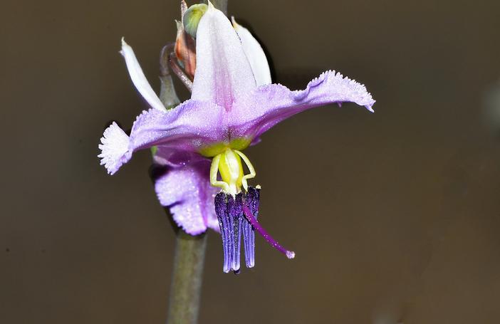Dichopogon fimbriatus image