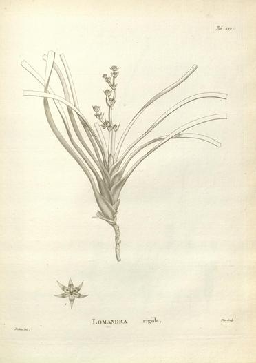 Lomandra rigida image