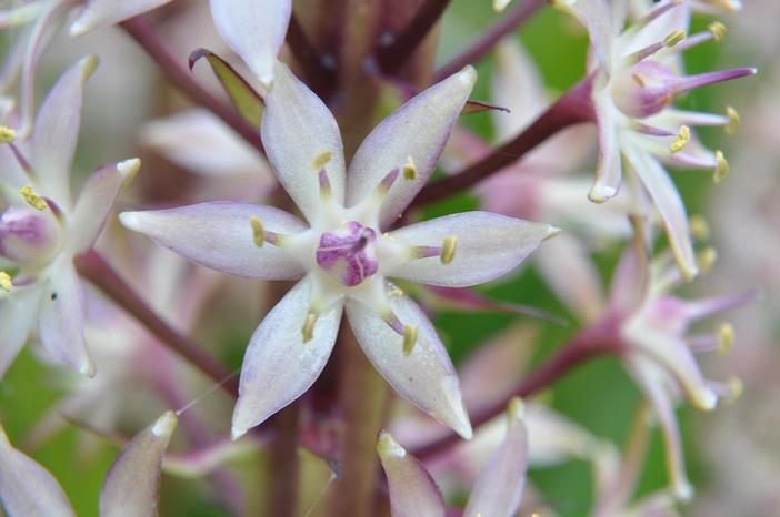 Eucomis comosa image