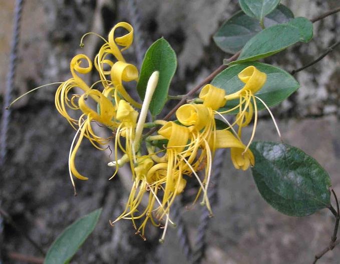 Lonicera confusa image