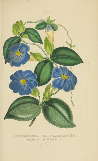 Meyenia hawtayneana image