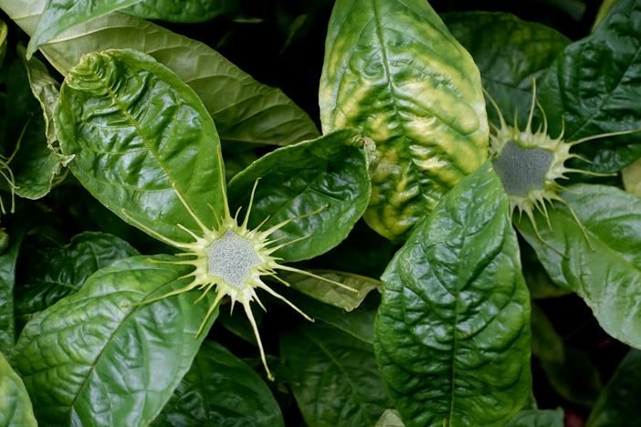Dorstenia barteri image