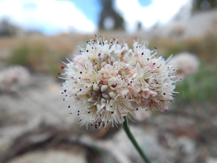 Eriogonum nudum image