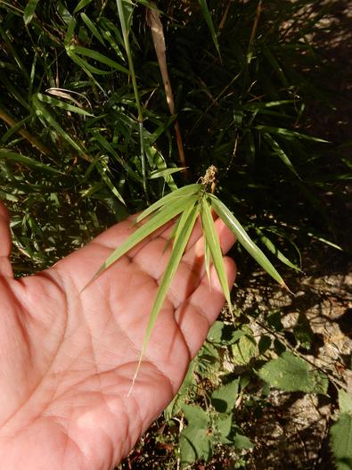 Drepanostachyum falcatum image