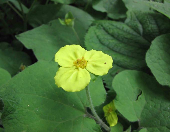 Saruma henryi image