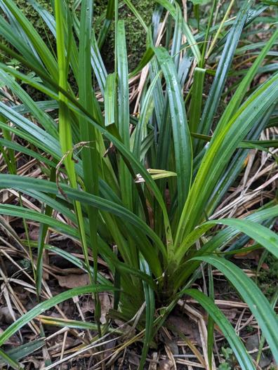 Carex lowei image