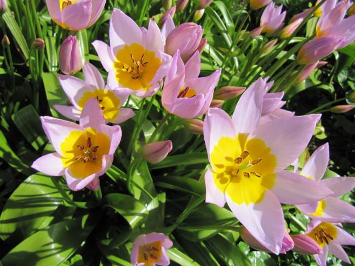Tulipa saxatilis image