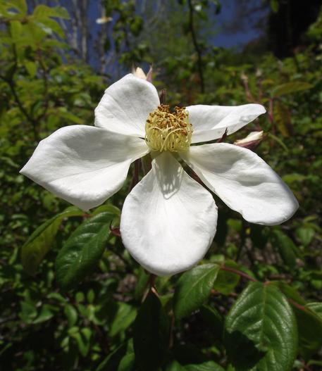Rosa helenae image