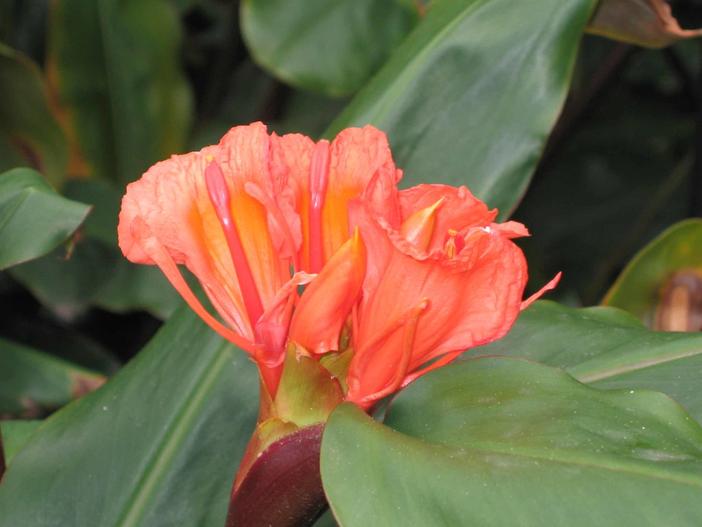 Hedychium greenii image