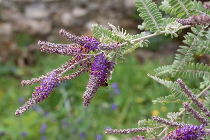Amorpha nana image