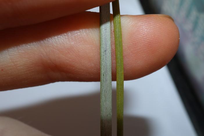 Acacia loderi image