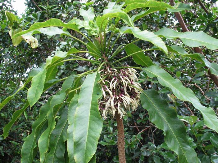 Cyanea angustifolia image