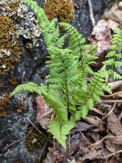 Cystopteris laurentiana image