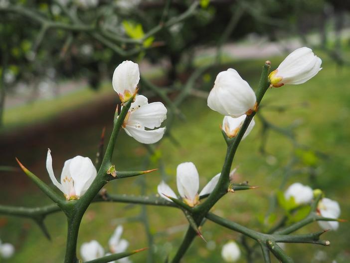 Citrus trifoliata image