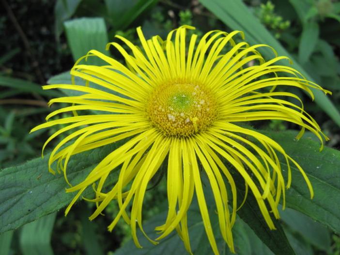 Inula hookeri image