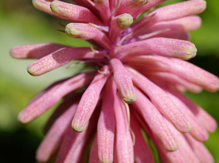Veltheimia bracteata image