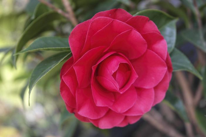 Camellia reticulata image
