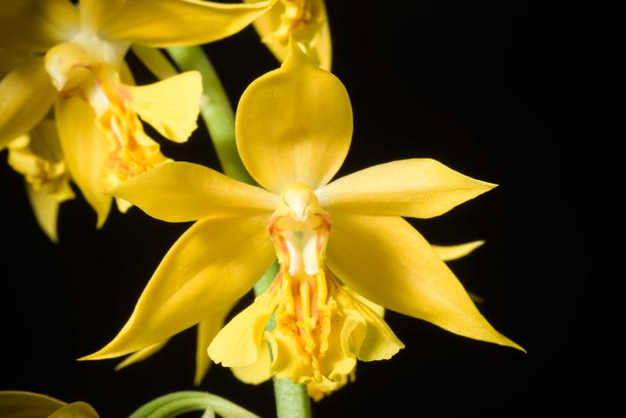 Calanthe discolor image