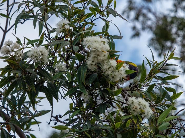 Eucalyptus curtisii image
