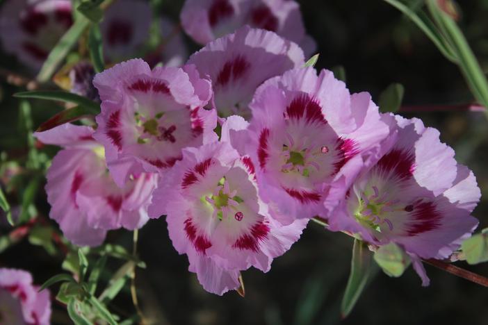 Clarkia speciosa image