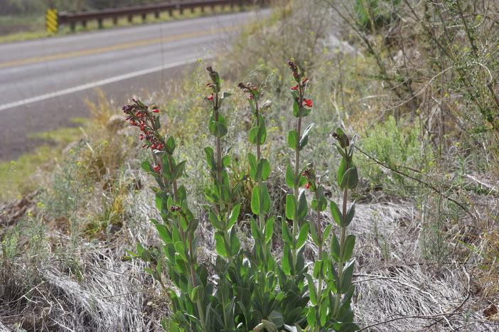 Penstemon wrightii image