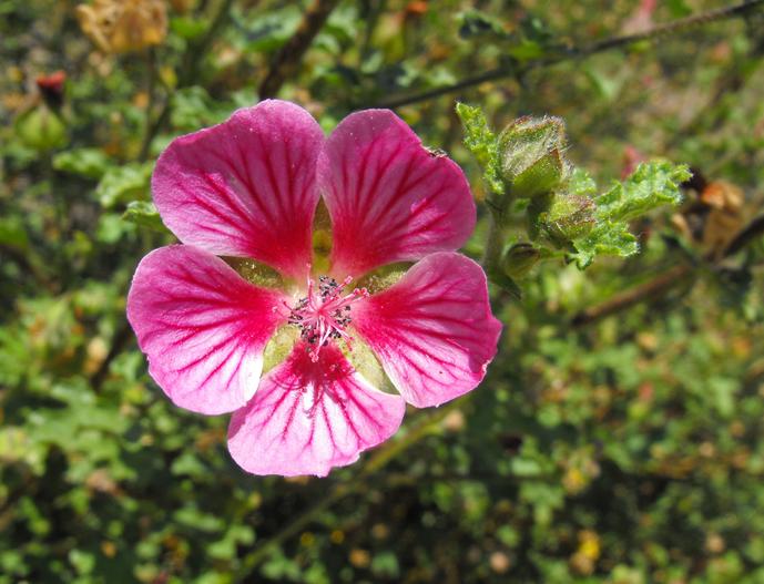Anisodontea ×hypomandarum image