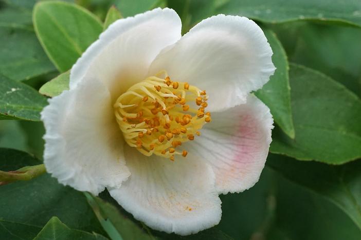 Stewartia rostrata image