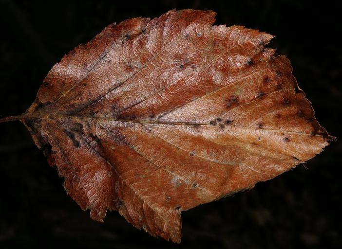 Karpatiosorbus ×hybrida image