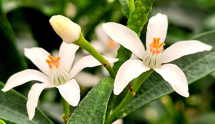 Eriostemon myoporoides image