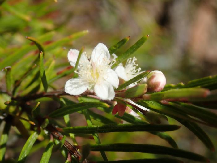 Austromyrtus tenuifolia image