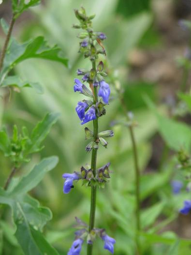 Salvia arizonica image