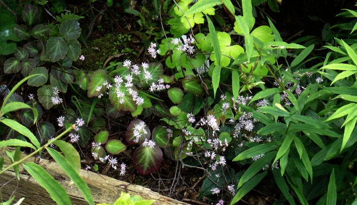 Thalictrum ichangense image