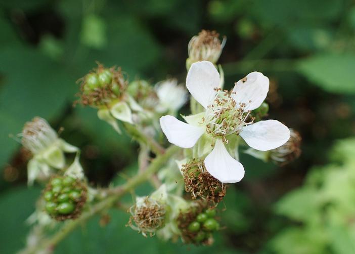 Rubus radula image