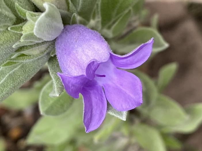 Eremophila hygrophana image