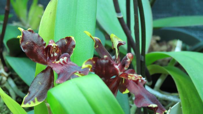 Zygopetalum maculatum image
